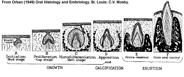 morphological differences between permanent deciduous teeth