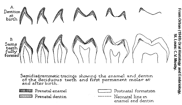 the permanent molars replaced which primary teeth