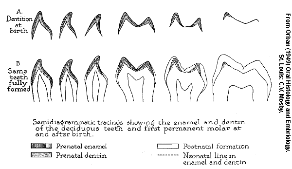 human teeth molars