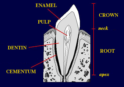 thickness of enamel in human teeth