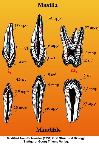 morphological differences between permanent deciduous teeth